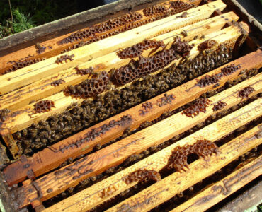 featured image - Setting Up a Beehive in Your Backyard