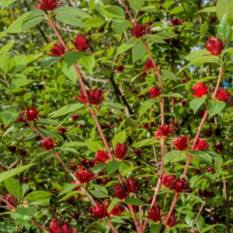 Top 3 Garden Centers Online image - Top 3 Garden Centers Online