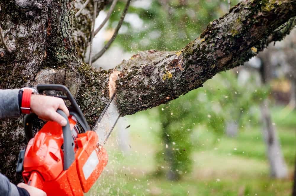 featured image - Types of Equipment Used by Tree Service Professionals in Evansville
