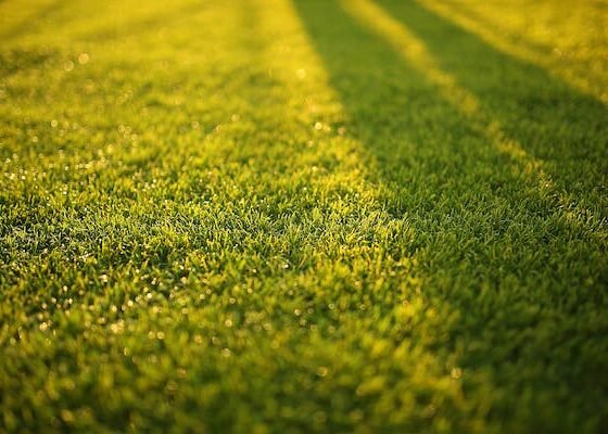 featured image - Can You Edge the Lawn Akin to A Pro Here's How to Go About It