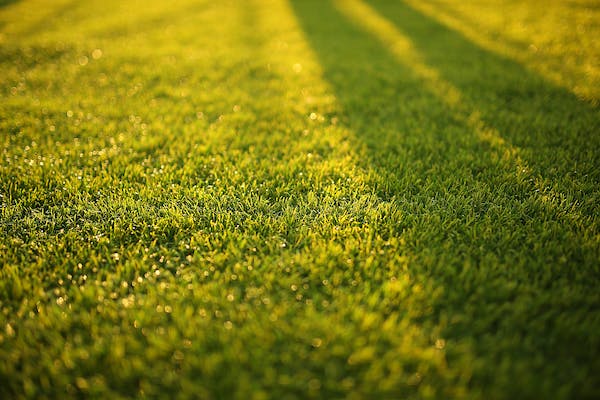 image - Can You Edge the Lawn Akin to A Pro Here's How to Go About It