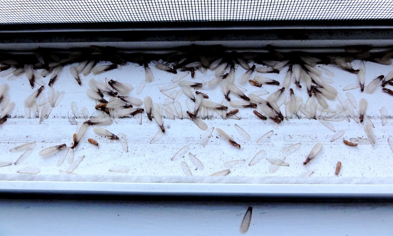 Image - How To Get Rid of Swarming Termites