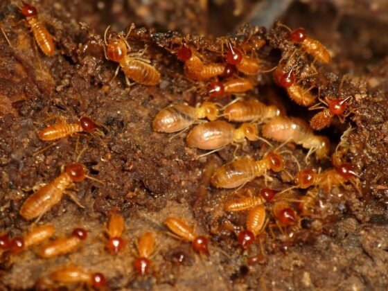 Featured image - Most Common Pests You Can Find in Your Home