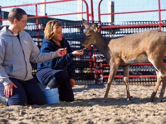 Featured image - The Dos and Donts of Feeding Wild Animals