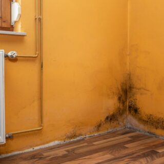 Featured image - 5 Key Questions to Ask a Mold Removal Company Before Hiring Them