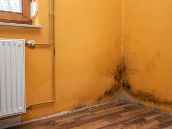 Featured image - 5 Key Questions to Ask a Mold Removal Company Before Hiring Them