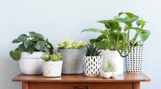 Featured image - How to Take Proper Care of Indoor Plants?