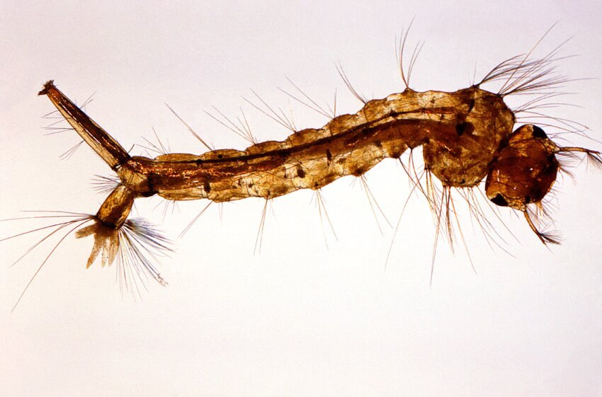 Mosquito Larvicide - BTI image - Mosquito Larvicide - BTI