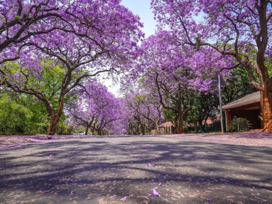 featured image - Tips To Prep Your Home for Spring