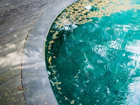 featured image - What Causes Algae Formation in Swimming Pools