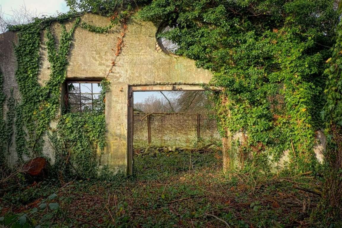 How to Deal with Overgrown Plants: 4 Options Image - How to Deal with Overgrown Plants: 4 Options