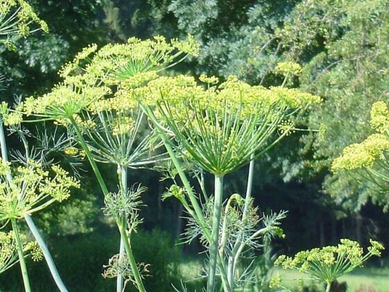 featured image - Expert Advice on Mosquito Treatment How to Get Rid of Them Fast