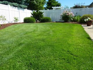 featured image - Expert Tips for Maintaining a Beautiful Lawn in Memphis