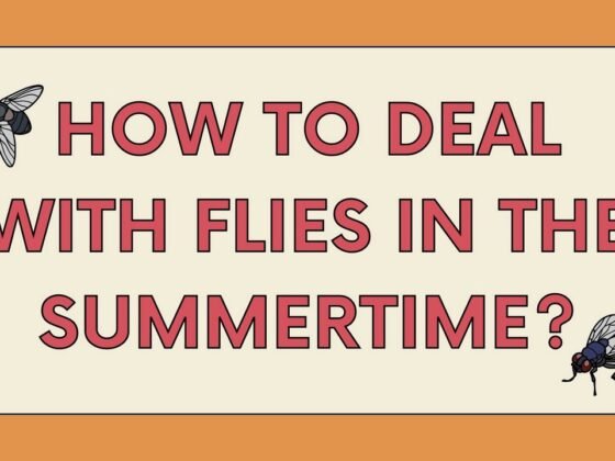 Featured image - How to Deal with Flies in The Summertime?