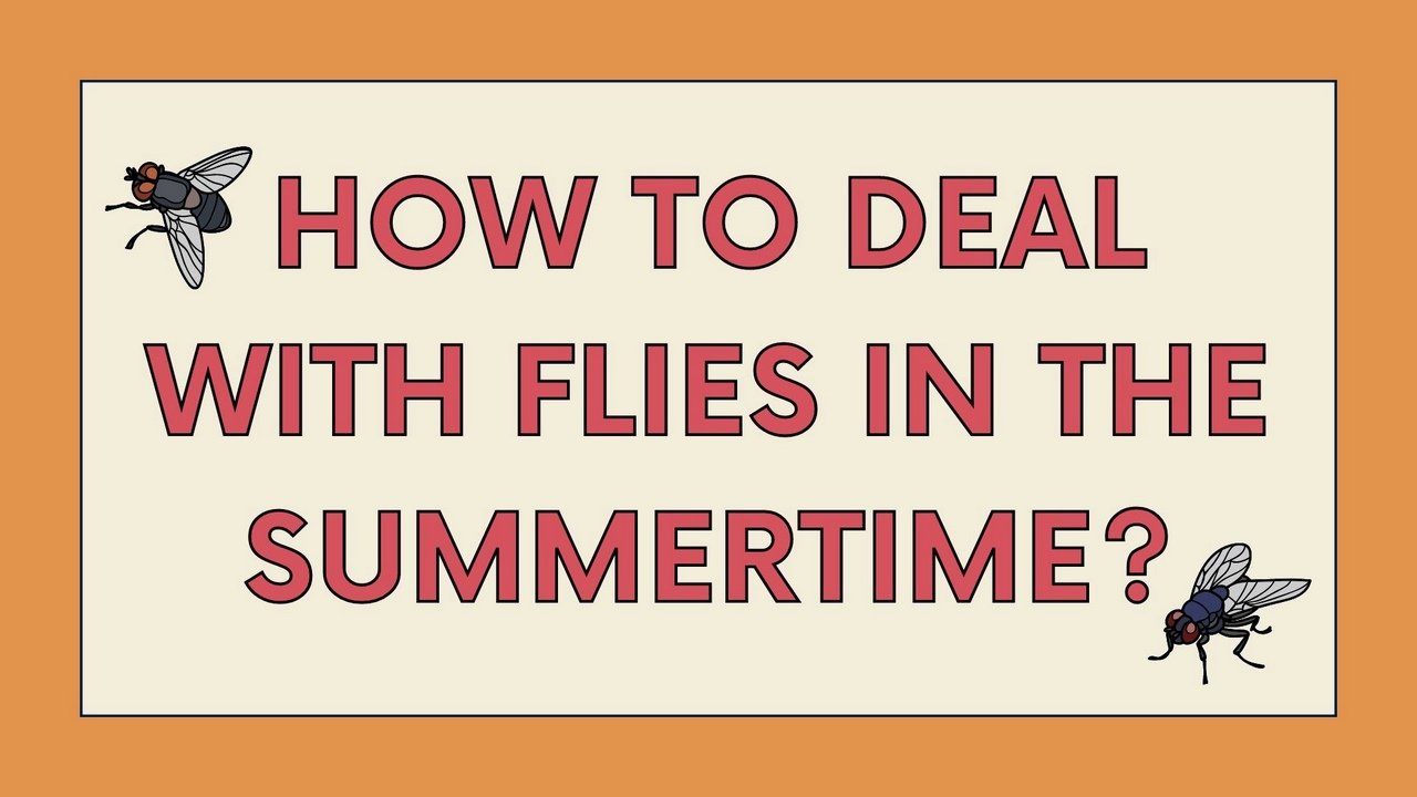 How to Deal with Flies in The Summertime? Image - How to Deal with Flies in The Summertime?