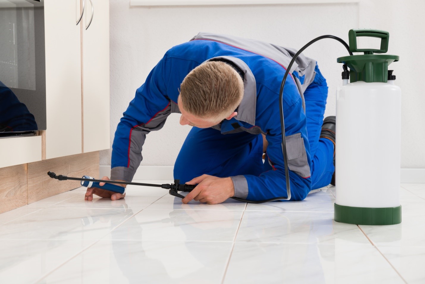 image - How to Hire the Best Residential Pest Control Company