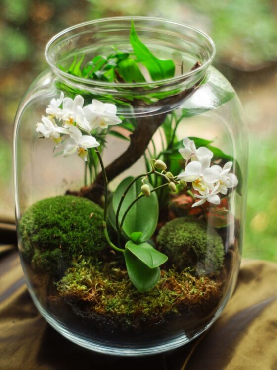 Featured image - The Ultimate Guide to Moss Terrariums: Tips, Tricks, and Inspiration