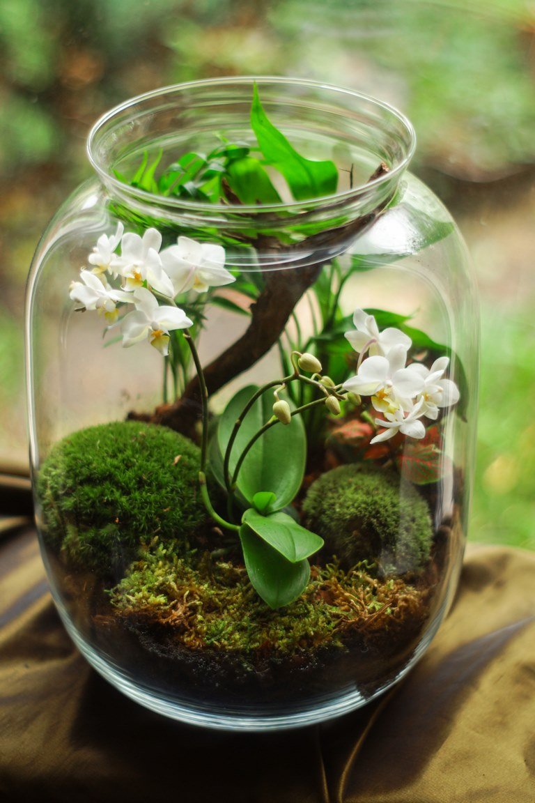 Moss Terrarium Care - Learn How To Make Moss Terrariums