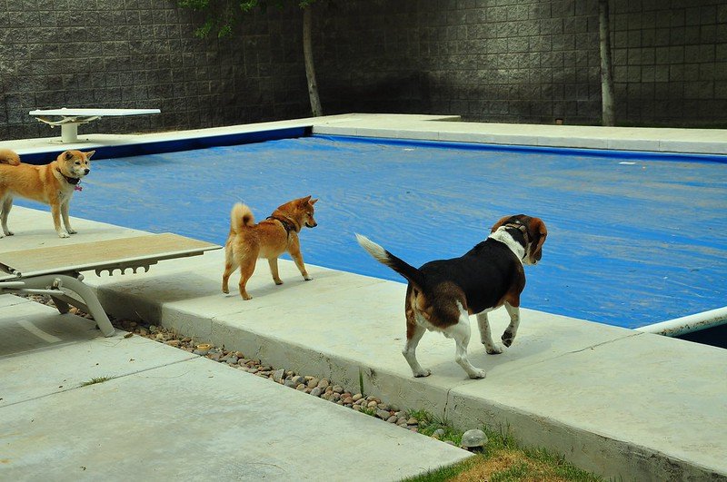 Top Three Advantages of Automatic Pool Cover for Pool Owners image - Top Three Advantages of Automatic Pool Cover for Pool Owners
