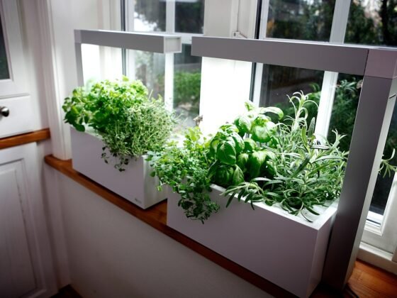 featured image - How to Design a Small Indoor Herb Garden