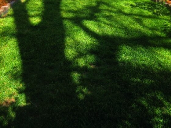 Featured image - How to Prepare Your Yard for the Spring Season