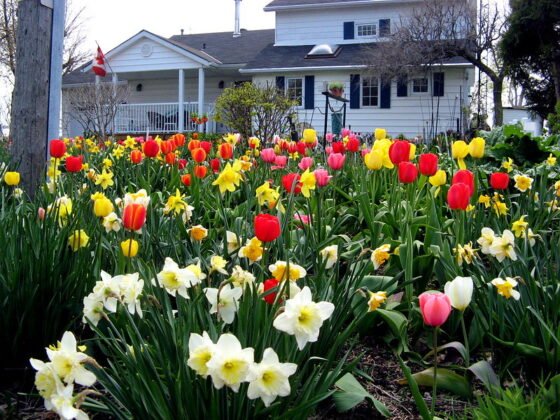 featured image - How to Start a Spring Garden from Scratch Top Tips for Beginners