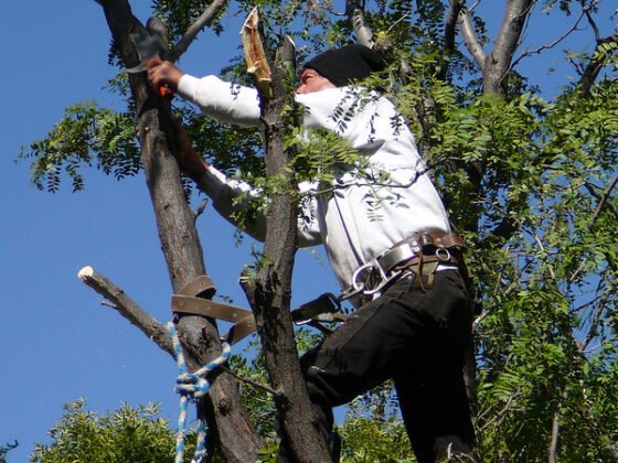 featured image - What Is the Average Cost of Tree Removal