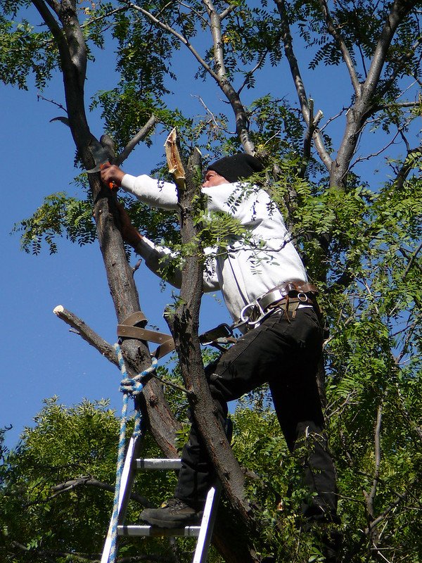 What Is the Average Cost of Tree Removal image - What Is the Average Cost of Tree Removal