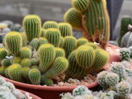 featured image - 8 Best Portable Plant to Gift Your Loved One for Indoor Decorations