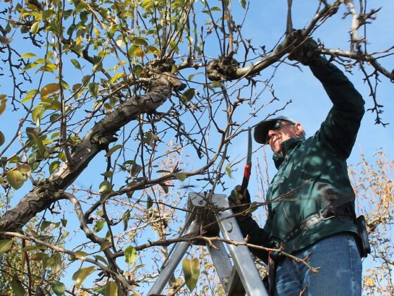 Featured image - Tree Pruning: Benefits, Techniques, and Tips