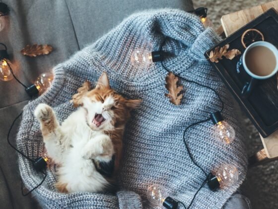 featured image - Creative Threads & DIY Delights: Crochet, Knitting, And Home Improvement Inspiration