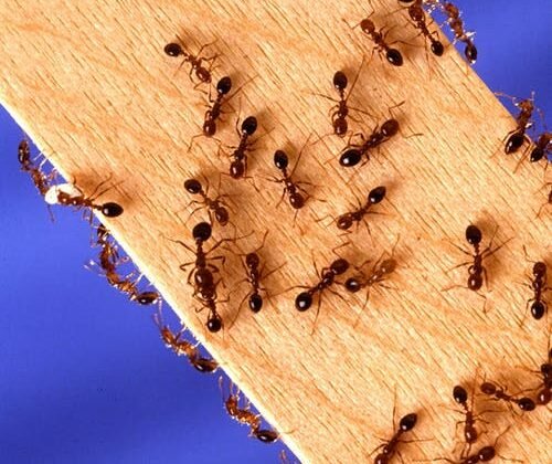 featured image - Effective Pest Control Strategies for a Pest-Free Home in Reno