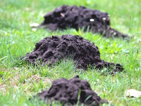 featured image - How to Use Marshmallows to Effectively Get Rid of Moles