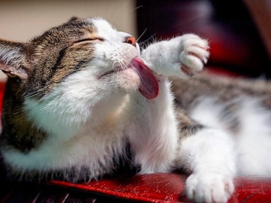 featured image - Proceed With Caution 4 Signs You May Be Dealing with a Tick Infestation