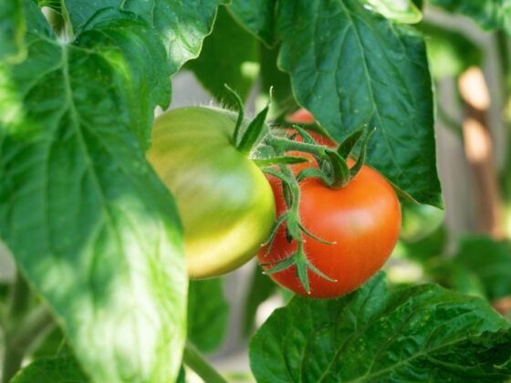 featured image - Your Ultimate Guide to Growing Tomatoes From Seed