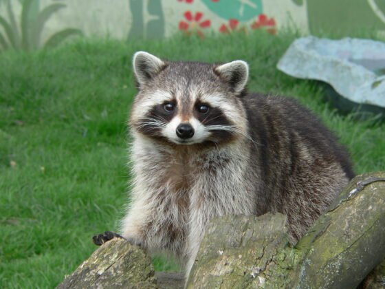 featured image - The Ultimate Guide to Raccoon Humane Removal and Control