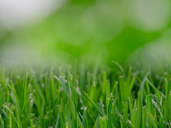 featured image - Why You Need to Hire Lawn Services in Vancouver