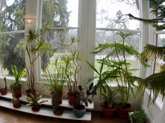 featured image - Your Little Guide for Growing Plants Indoors as a Beginner