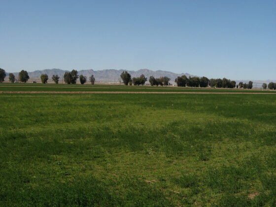 featured image - 5 Essential Steps to Successfully Sell Your Arizona Land