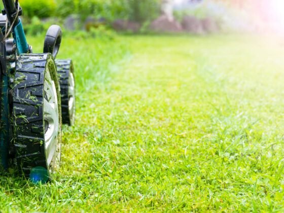 featured image - Seasonal Lawn Care Tips for a Healthy, Vibrant Yard