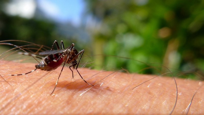 feature image - When is the Best Time to Contact a Professional Mosquito Control Services?