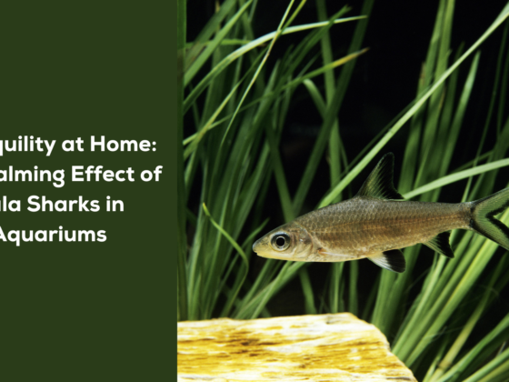 featured imahe - Tranquility at Home: the Calming Effect of Bala Sharks in Aquariums