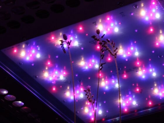 featured image - Mars Hydro Led Grow Lights Redefining Indoor Farming