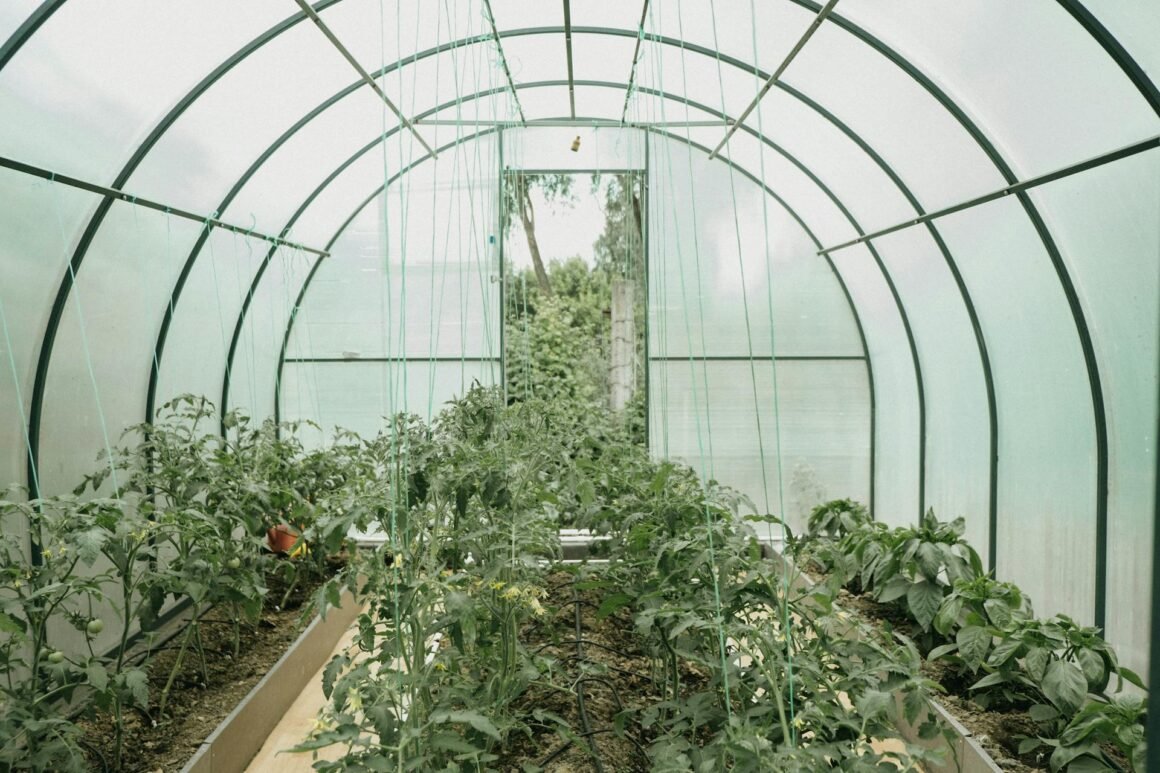 A Guide on Using a Greenhouse to Extend Your Garden’s Growing Season