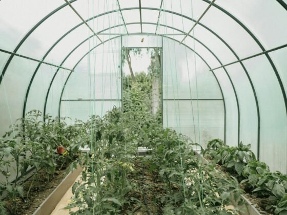 featured image - A Guide on Using a Greenhouse to Extend Your Garden’s Growing Season