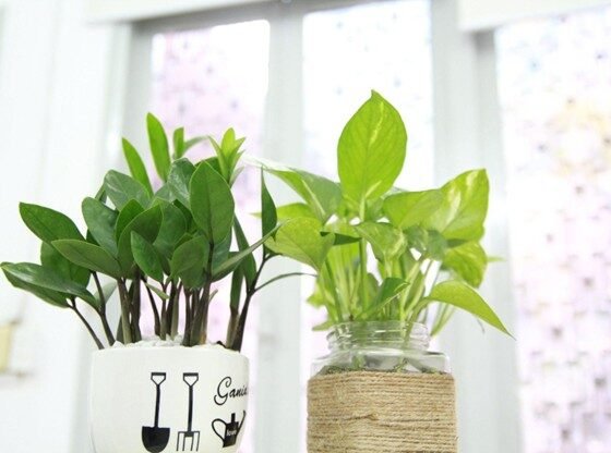 featured image - Elevate Your Melbourne Home With Artificial Plants