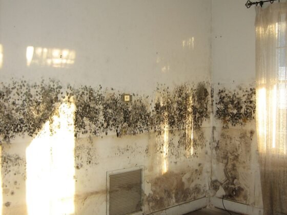 featured image - Home Wellness: Elevate Your Living Environment with Mold Removal