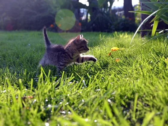 featured image - Pro Tips for Year-Round Lawn Protection