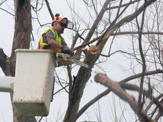 featured image - Expert Tree Services in San Diego: Ensuring Health and Beauty