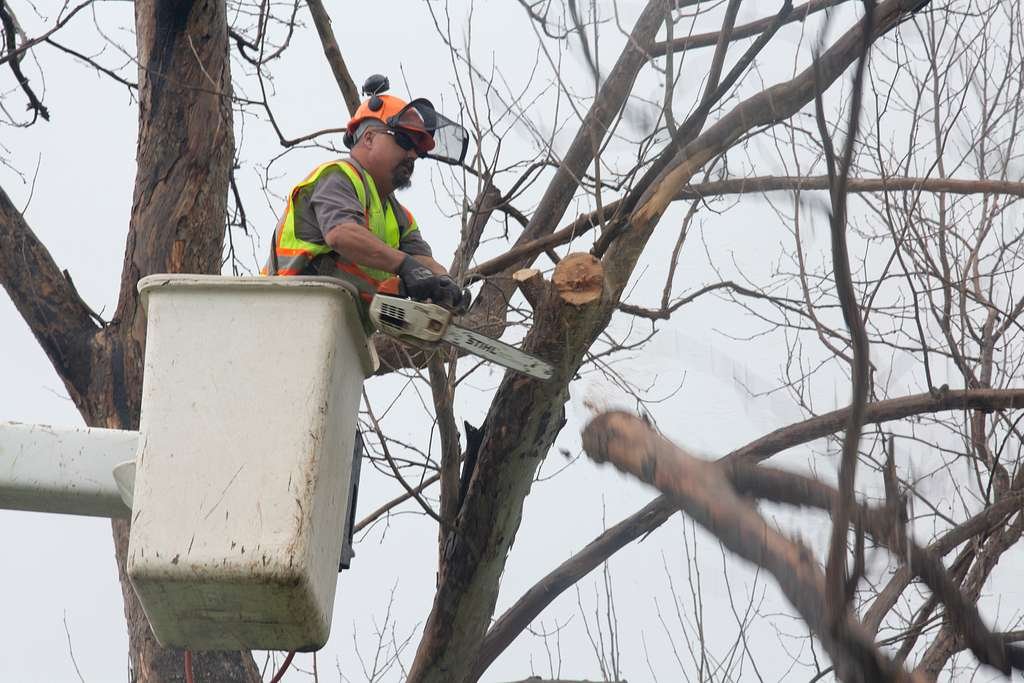 featured image - Expert Tree Services in San Diego: Ensuring Health and Beauty